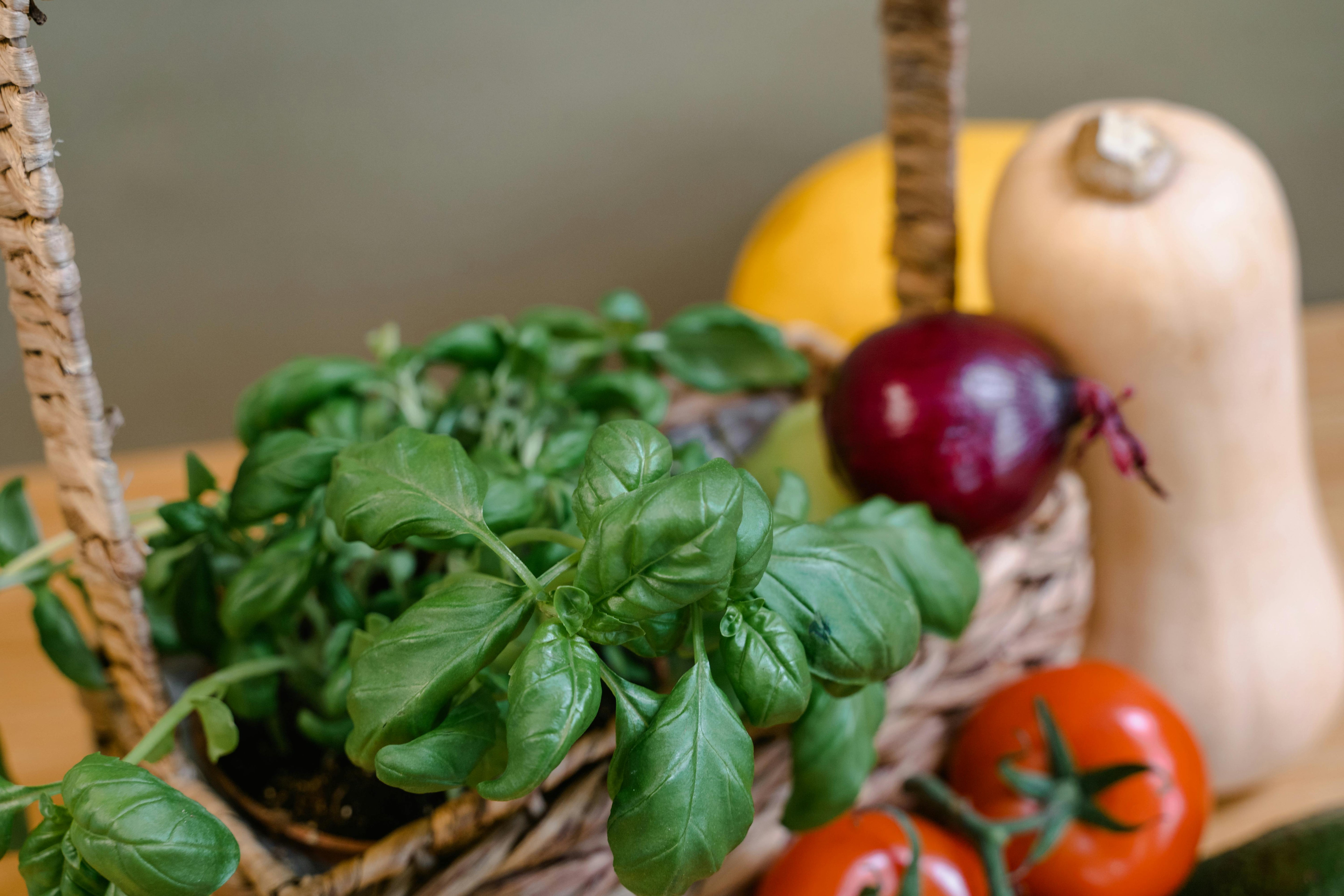 Basil: The Science-Backed Herb for Mediterranean Longevity
